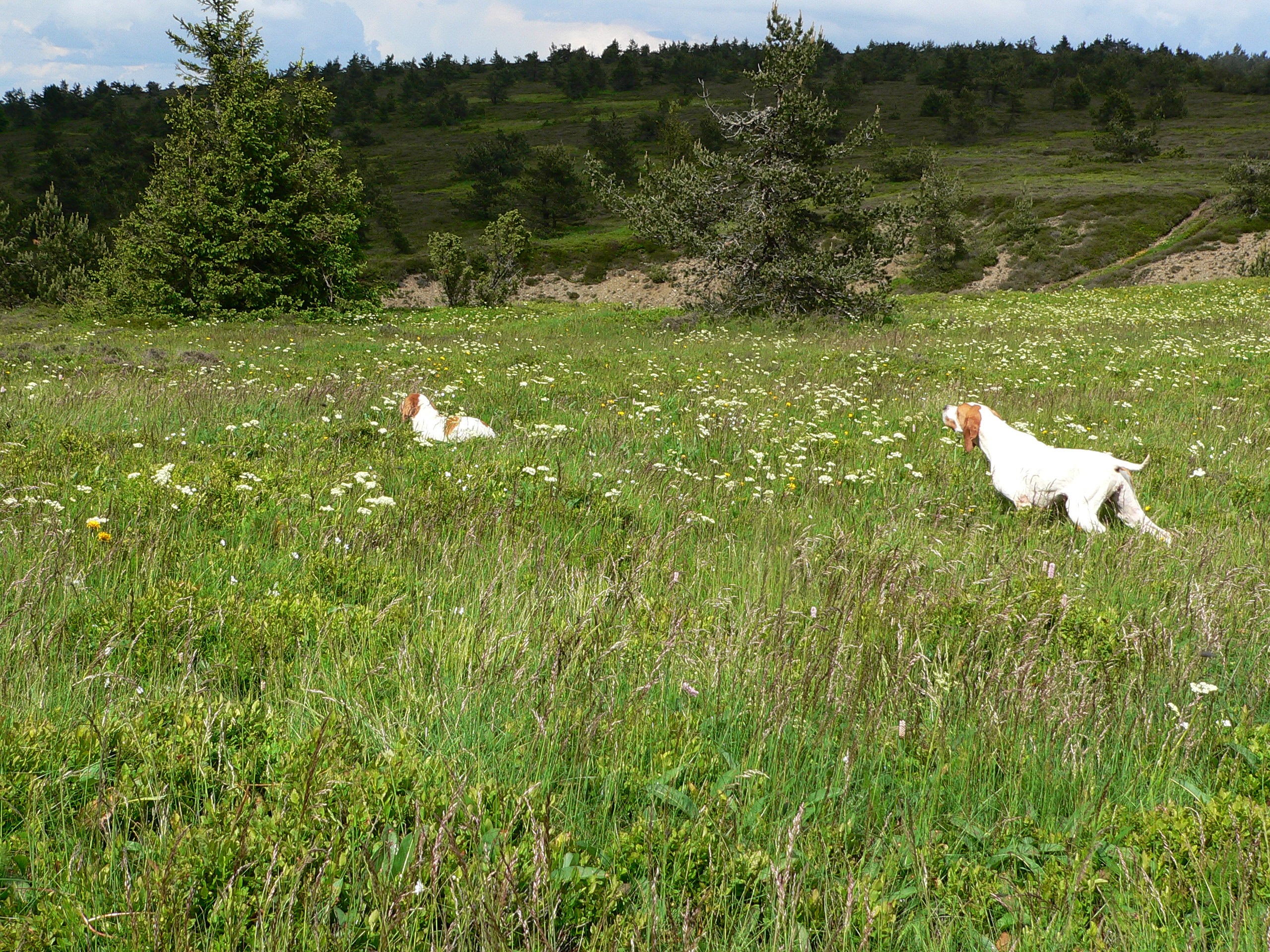 Travail des chiens en Croatie